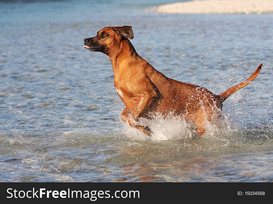 Jumping Rhodesian Ridgeback