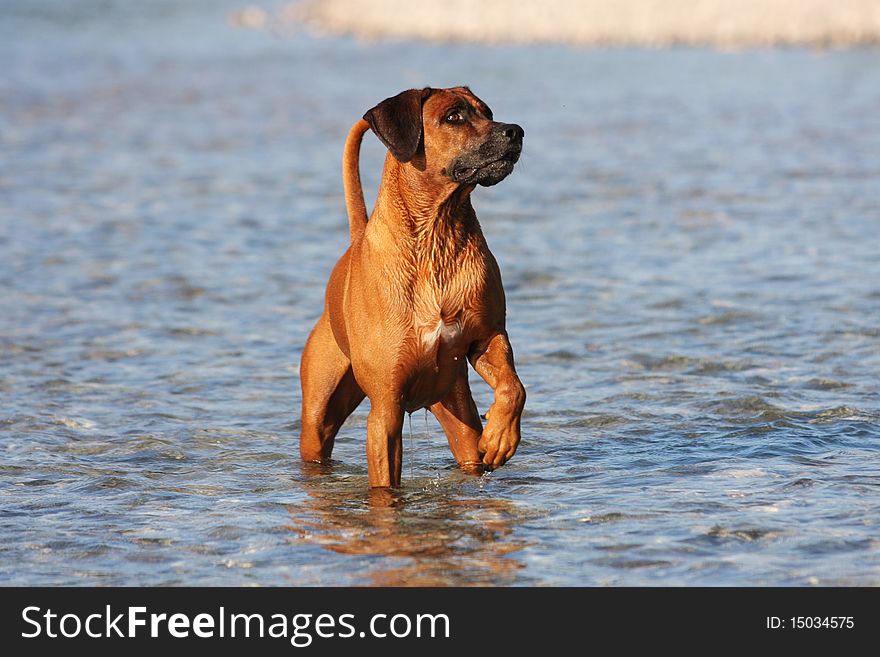 Beautiful close up Shot of a Rhodesian ridgeback dog with nice expression in his face in water on a sunny day. Beautiful close up Shot of a Rhodesian ridgeback dog with nice expression in his face in water on a sunny day.