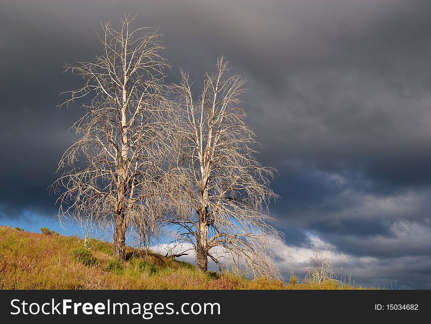 Desert Trees (Landscape)