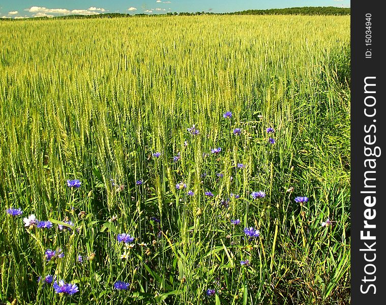 Landscape of summer field from blue cornflower. Landscape of summer field from blue cornflower