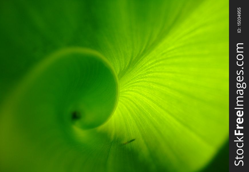 Concentric Leaf Green And Reflections
