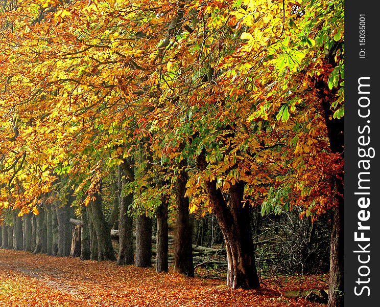 Autumn scene in the wood. Autumn scene in the wood