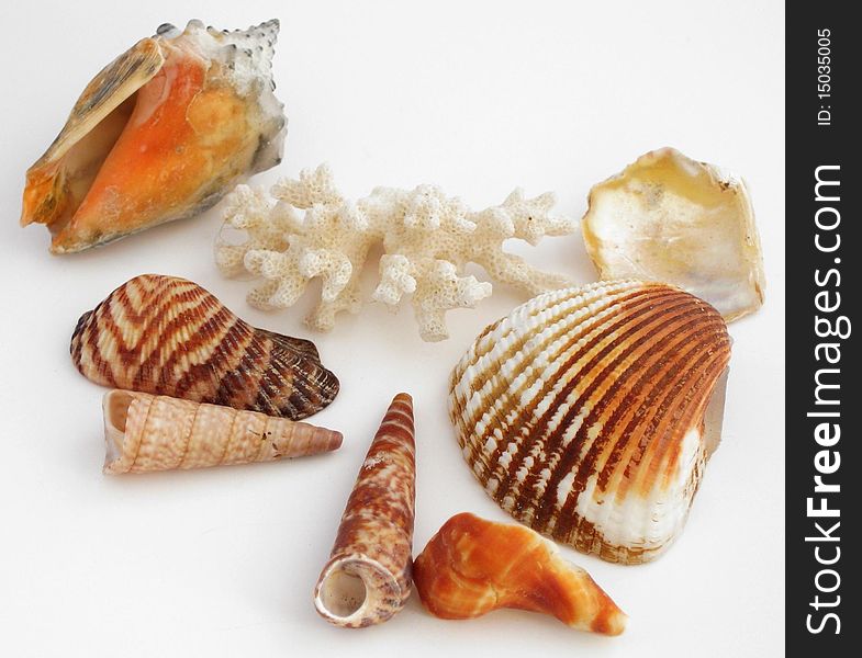 A beautiful natural shell collection