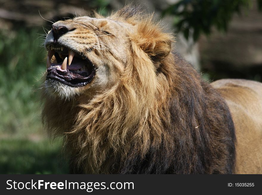 The male lion is roaring.