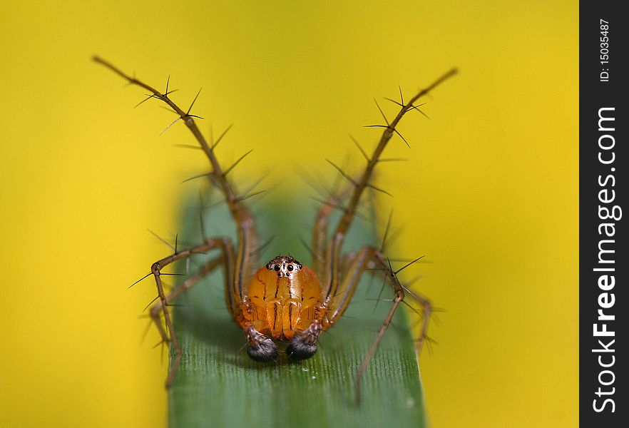 Lynx spider on a green grass blade in a yellow background