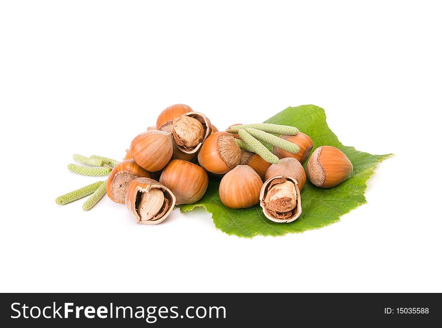 Hazelnuts,buds and green leaf isolated on a white background. Hazelnuts,buds and green leaf isolated on a white background.