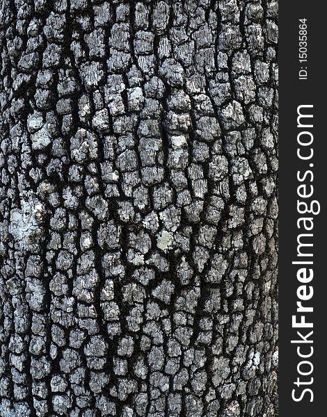 Tree skin, close up of tree bark