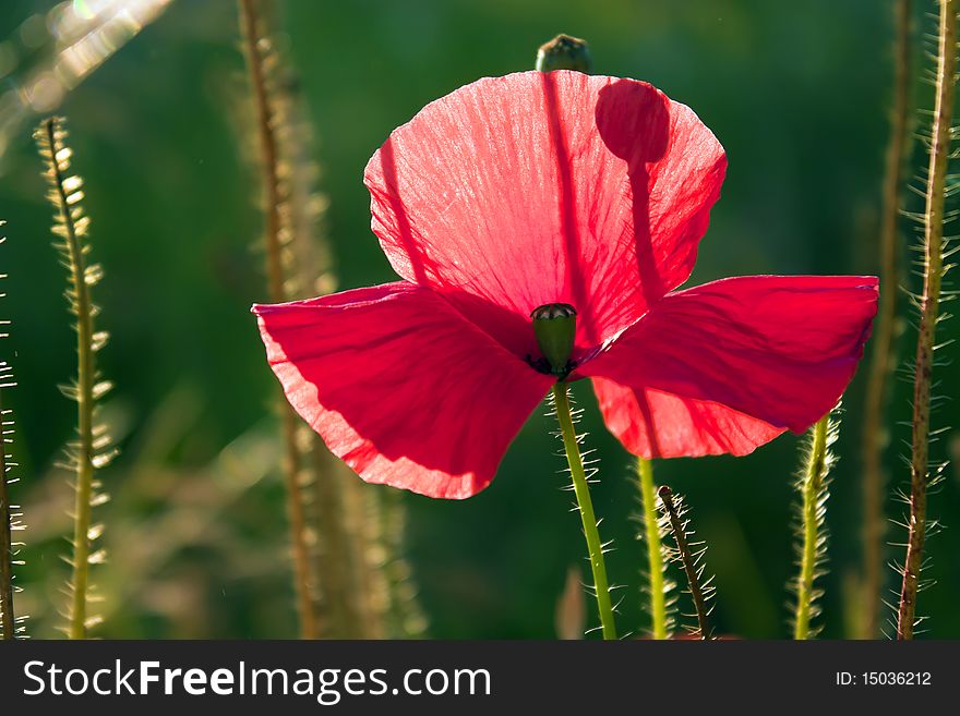 Beautiful red poppy, green background.