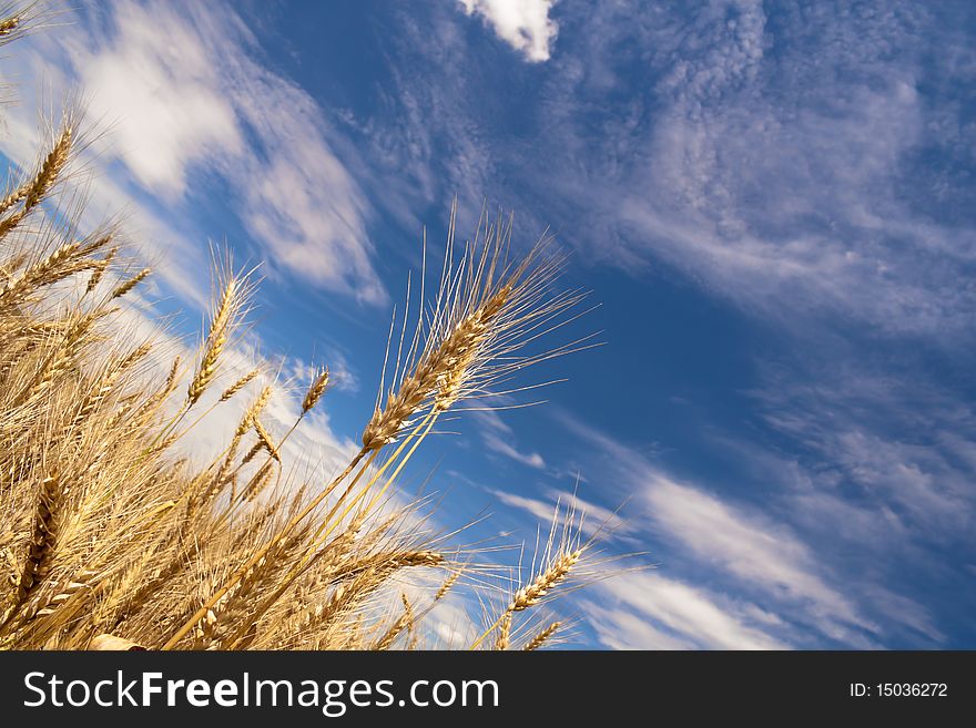 Ripe wheat field, cloudy sky.