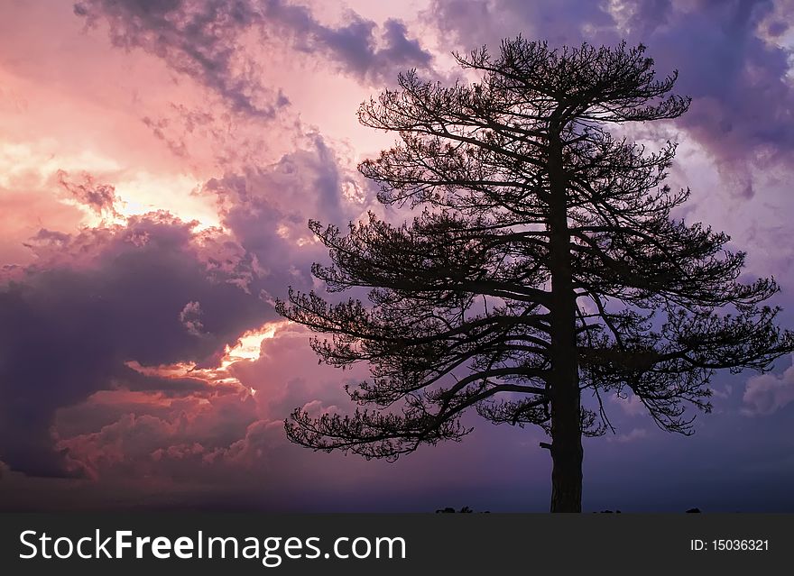 Pine tree and a stormy sunset. Pine tree and a stormy sunset