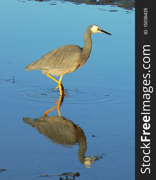Heron searching for food in the sea by sunset in Kaikoura, New Zealand