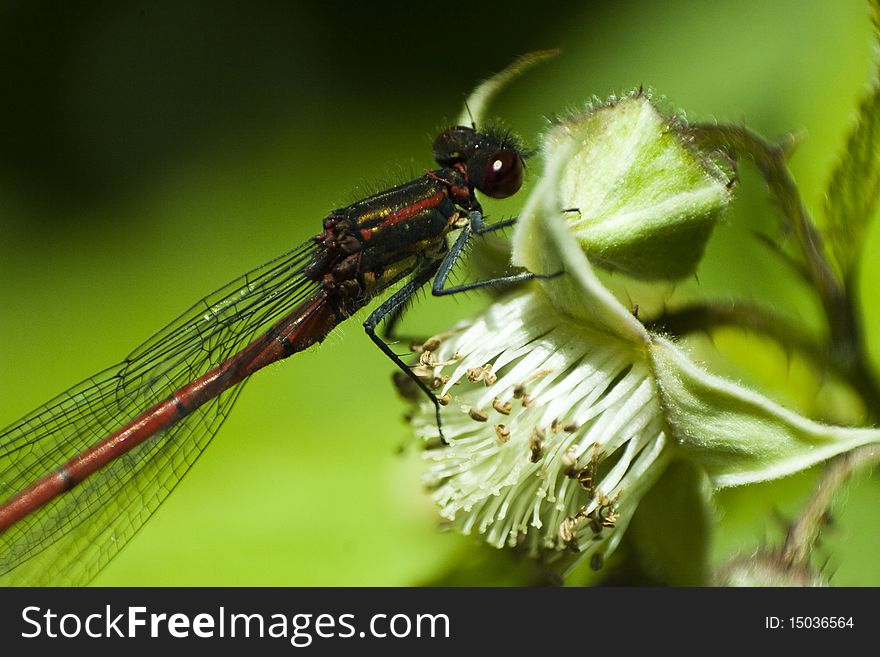 Dragonfly eating on a flower, taken with macro lens