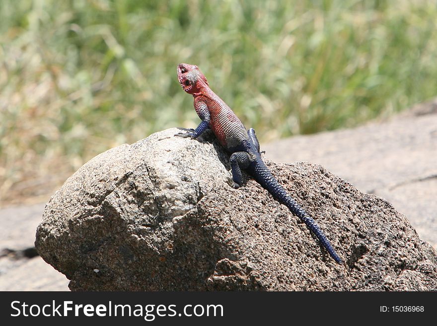 Africa,Tanzania,portrait reptile Agama two-coloured of Serengeti,leaning on the rock. Africa,Tanzania,portrait reptile Agama two-coloured of Serengeti,leaning on the rock