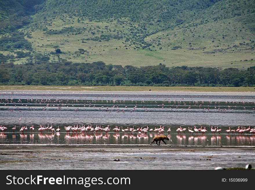 Africa,Tanzania, Ngorongoro crater, in wich live millions famingos pink,and close-up one hyena