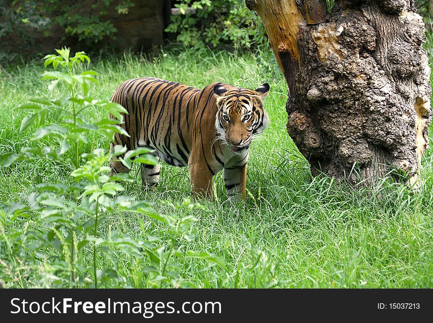 Detail of the malaysian tiger at grass. Detail of the malaysian tiger at grass