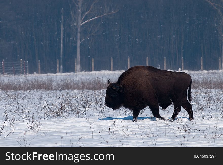 European Bison (Bison Bonasius) In Winter