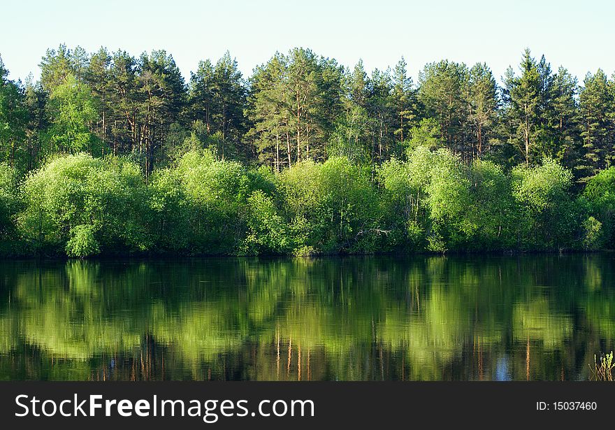 Tree`s And Water