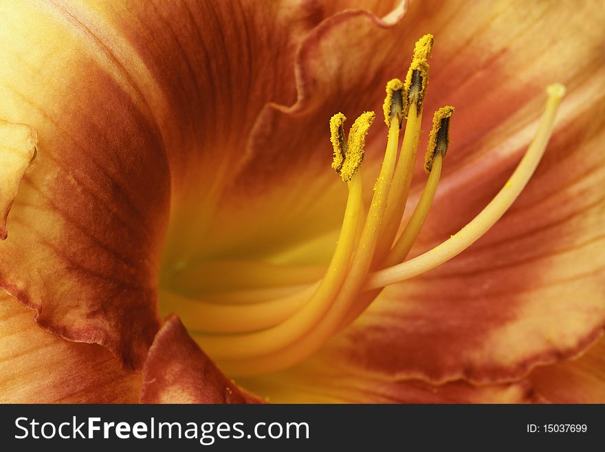 Day Lily Closeup