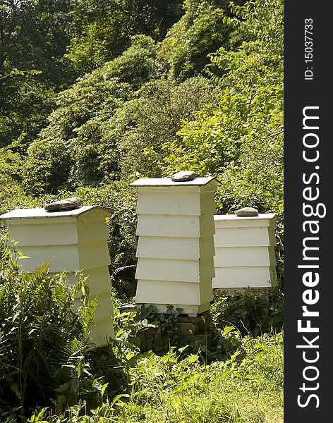Three bee hives in a field. Three bee hives in a field