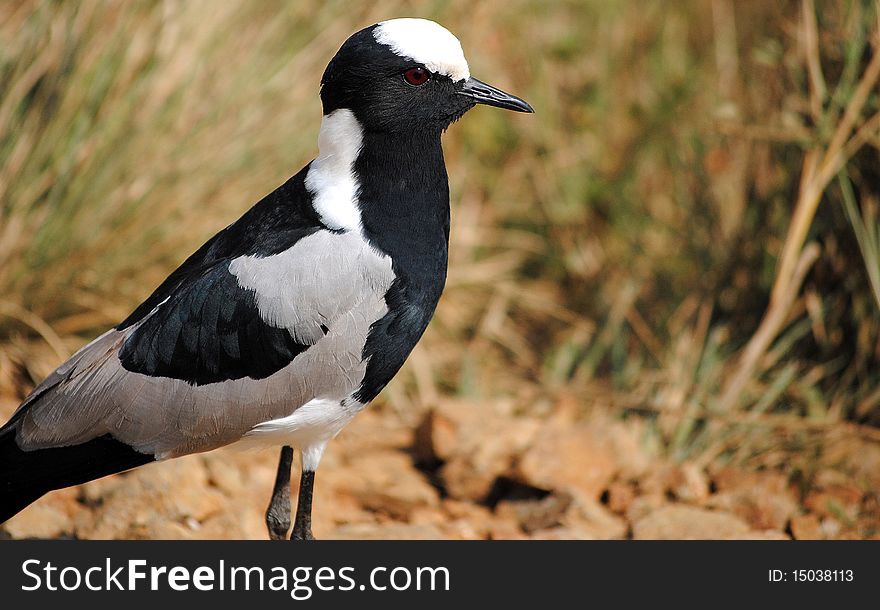 Black and White Bird in the wild with red eye