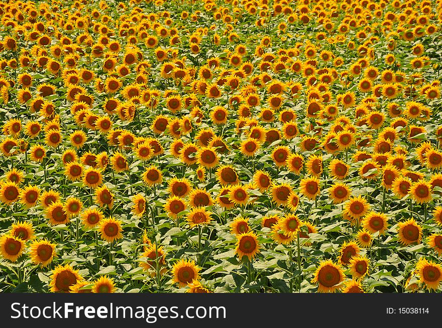Fresh gold sunflowers under the blue sky. Fresh gold sunflowers under the blue sky