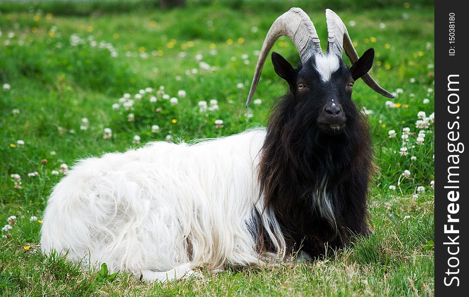 A horizontal image of a Bagot goat lying in a meadow
