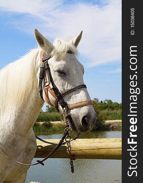 First floor of a horse tied to the fence