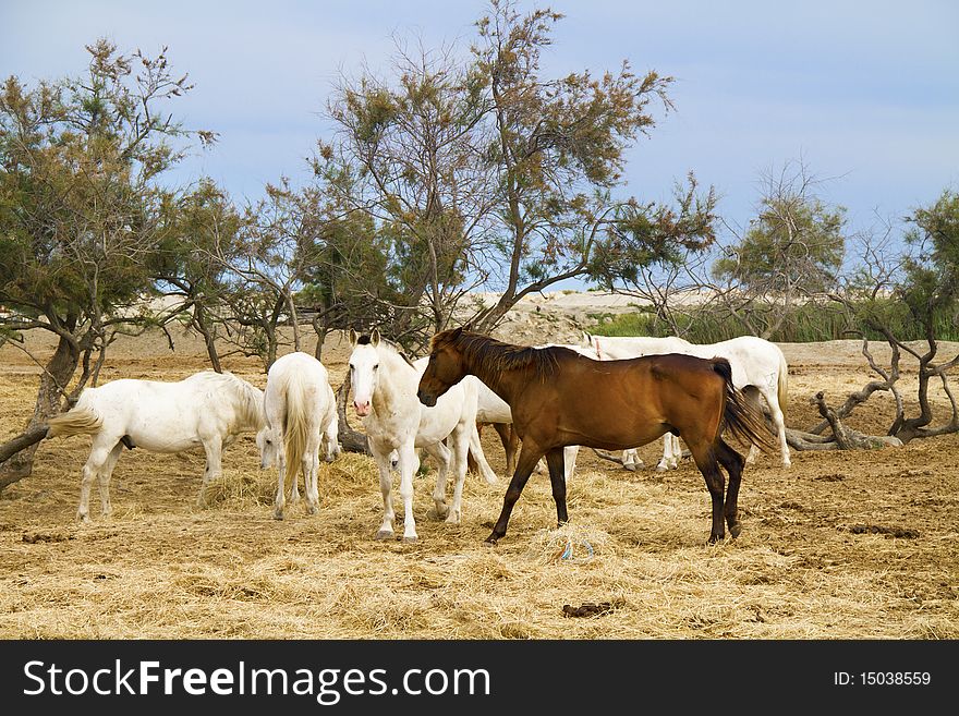 Horses grazing in the countryside