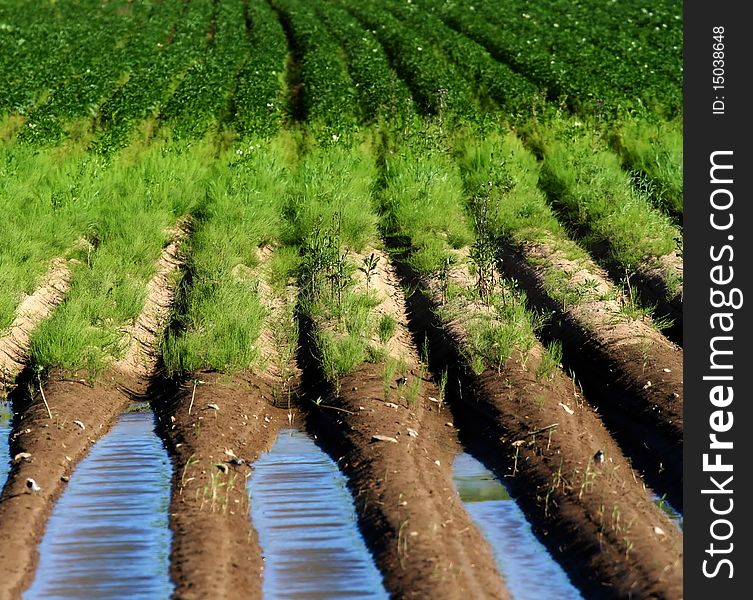 Field lines from wet to dry.