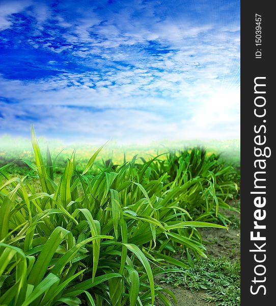 Sky And Grass