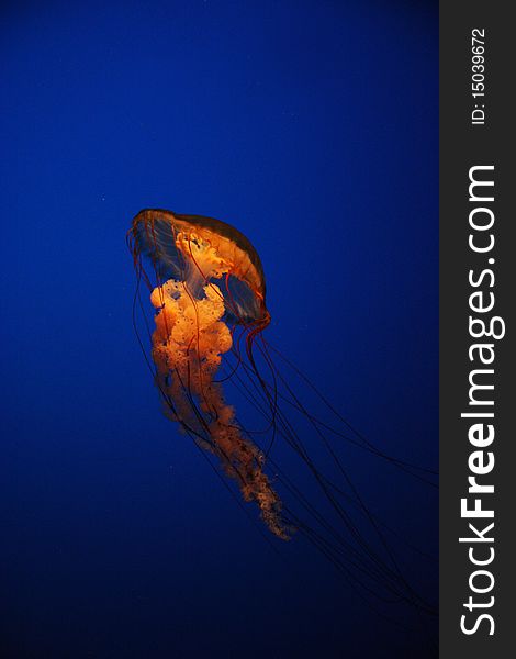 A jellyfish in deep blue water