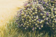 Alliums. Spherical Flowering Onions. Blooming Garden Plant Stock Photography