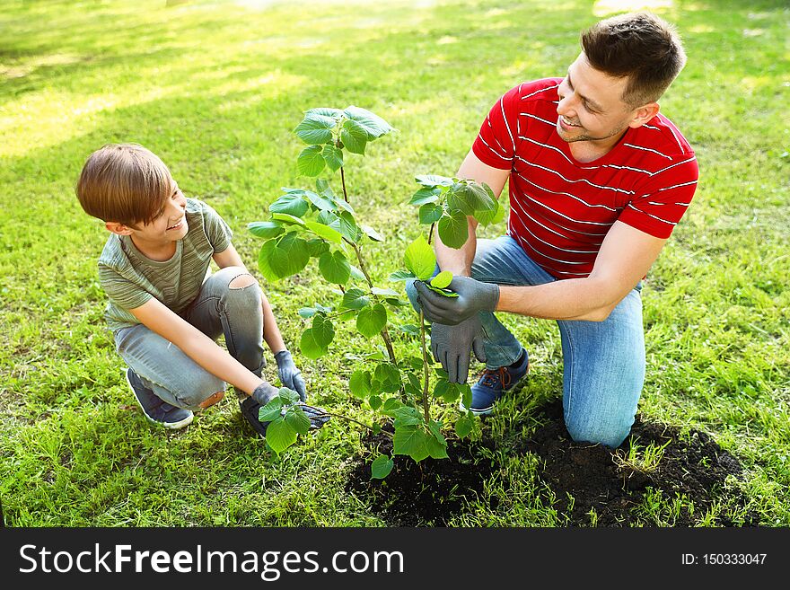 Dad And Son Planting Tree Together In Park