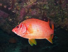 Underwater World In Deep Water In Coral Reef And Plants Flowers Flora In Blue World Marine Wildlife, Travel Nature Beauty, Sharks Stock Photography Underwater World In Deep Water In Coral Reef And Plants Flowers Flora In Blue World Marine Wildlife, Travel Nature Beauty, Sharks Stock Photography