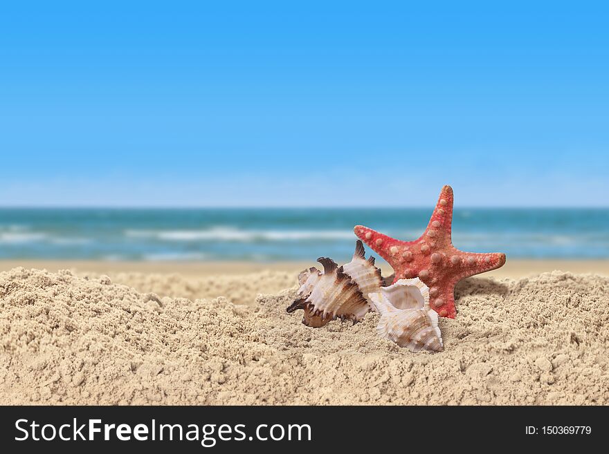 Starfish and sea shells in a beach sand on the sea shore