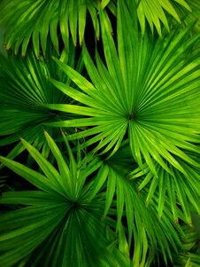 Green Tropical Leaves, Colorful Leaf, Green Background Stock Image