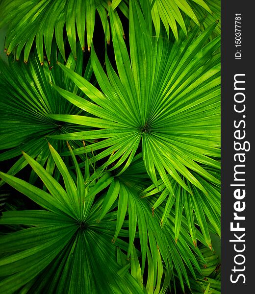 Green Tropical Leaves, colorful leaf, green background