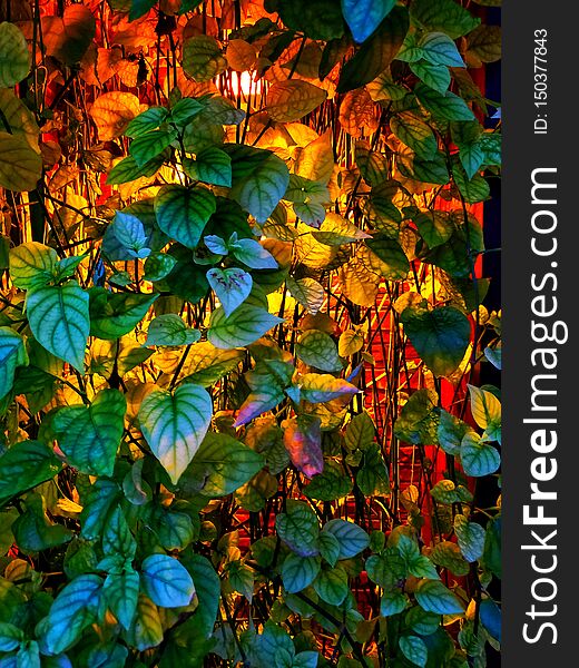 Plants With Lights In Night