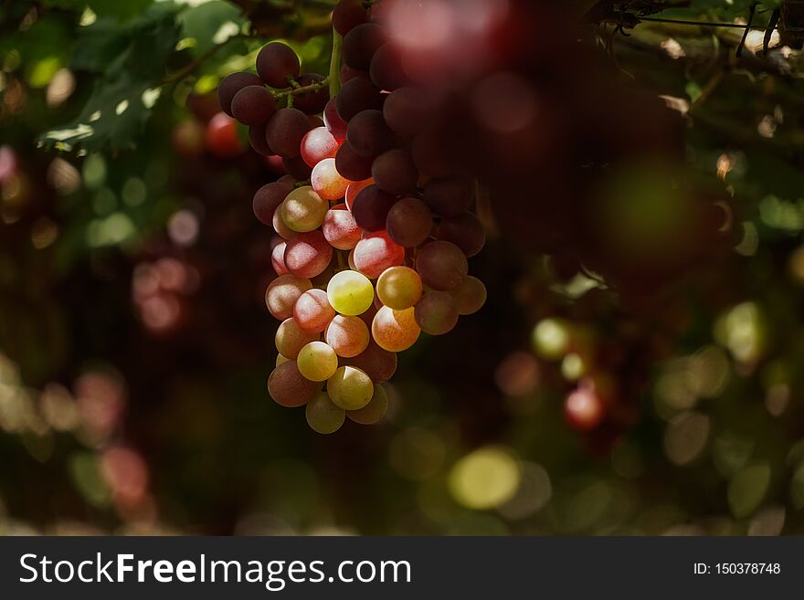 Grape In A Farm At Ninh Thuan, Vietnam.