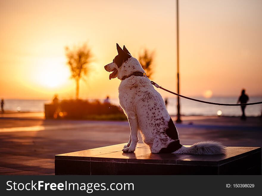 Dog malamute phenotype without back leg sittingat at sunset on marble pedestal in the square in Izmir