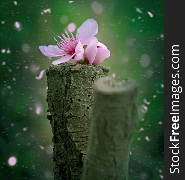 Book cover. Card.Peach blossom flower  fallen on a piece of wood