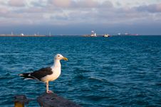 Seagull At Sunset Stock Image Seagull At Sunset Stock Image