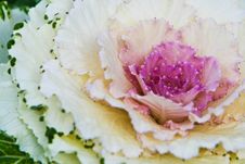 Decorative Multi-coloured Cabbage Stock Photos Decorative Multi-coloured Cabbage Stock Photos