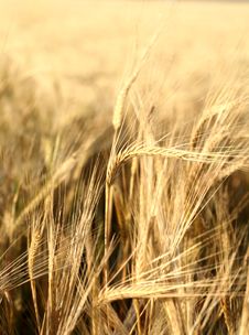 Sunset Over Field With Green Grass Stock Photo Sunset Over Field With Green Grass Stock Photo