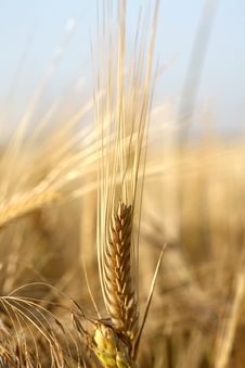 Sunset Over Field With Green Grass Royalty Free Stock Images Sunset Over Field With Green Grass Royalty Free Stock Images