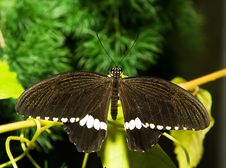 Papilio Polytes Stock Photo Papilio Polytes Stock Photo