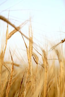 Sunset Over Field With Green Grass Stock Photography Sunset Over Field With Green Grass Stock Photography