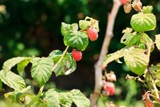 Raspberries On Bush Royalty Free Stock Images Raspberries On Bush Royalty Free Stock Images