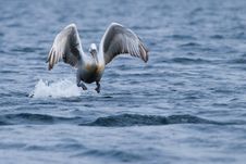 Dalmatian Pelican Royalty Free Stock Images Dalmatian Pelican Royalty Free Stock Images