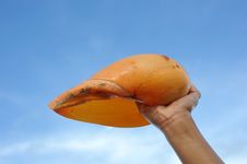 Conch Stock Photography